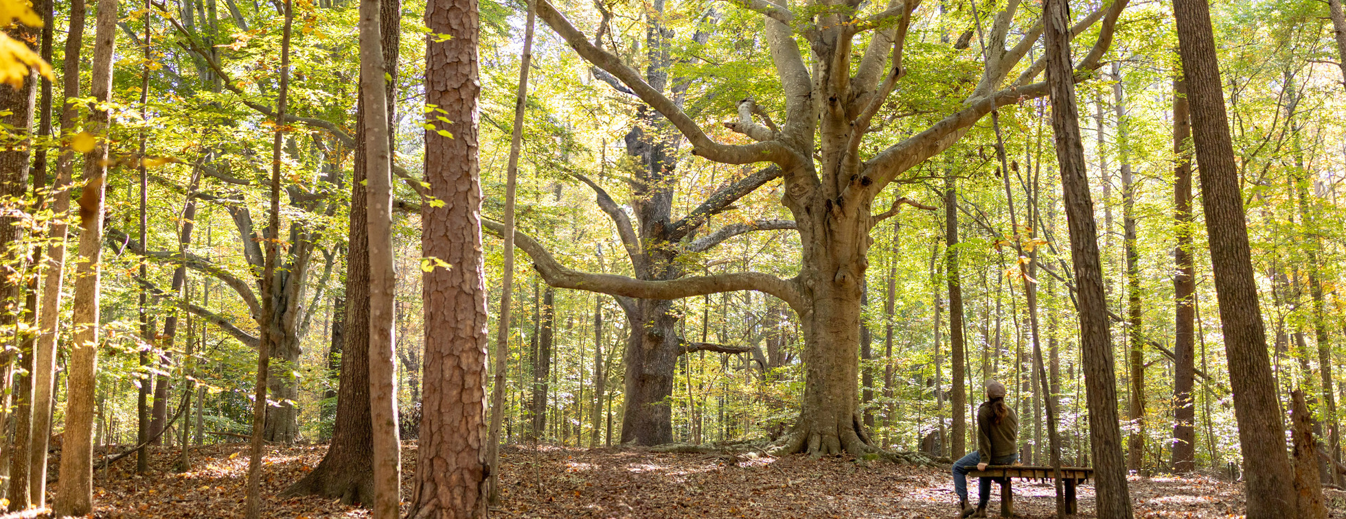 Guided Walk in Guilford Woods 6/6